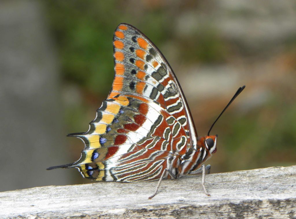 charaxes jasius